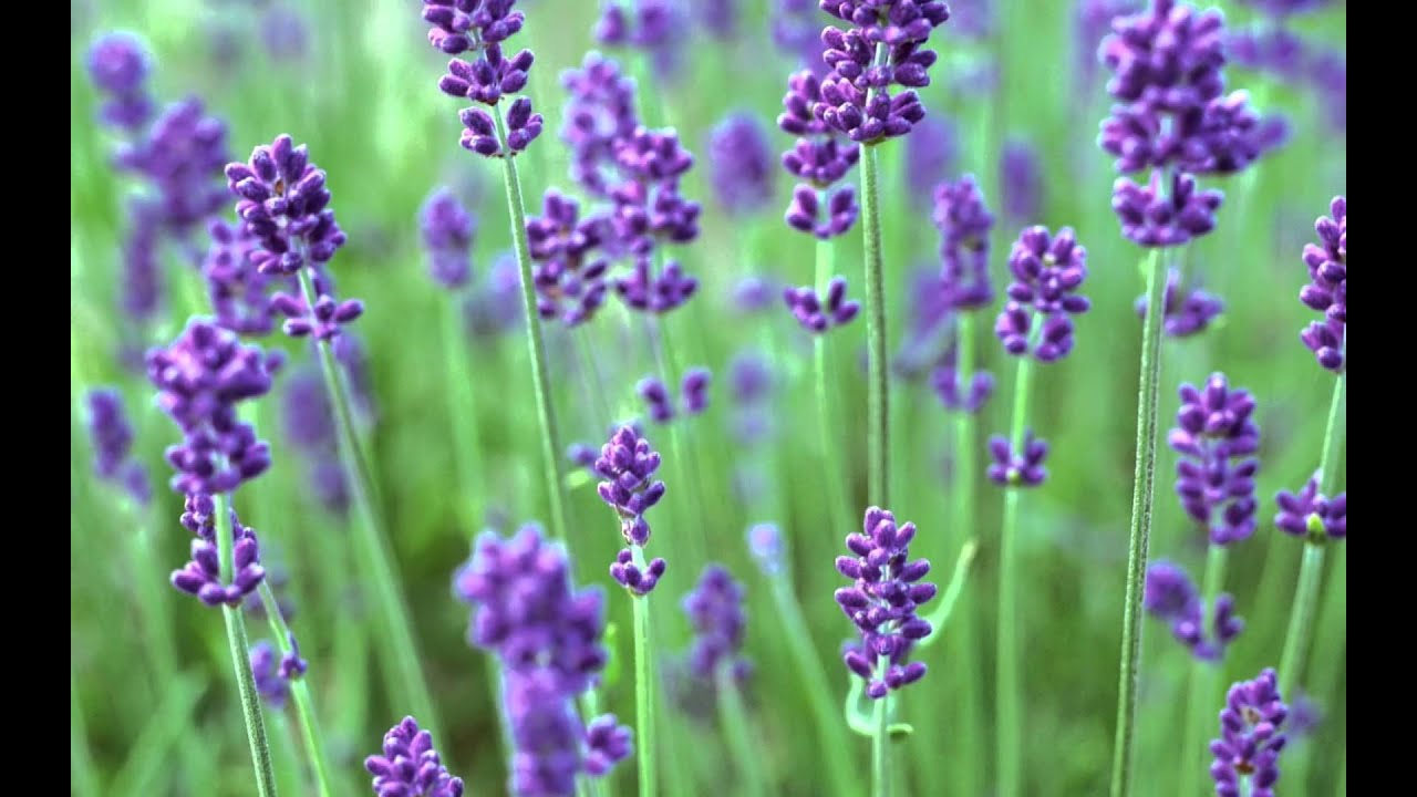 Spring wallpaper
