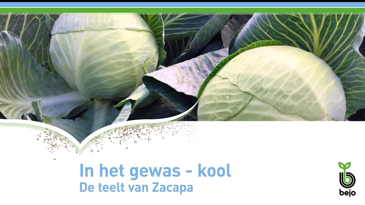 BEJO | In het gewas - kool | Teelt van Zacapa