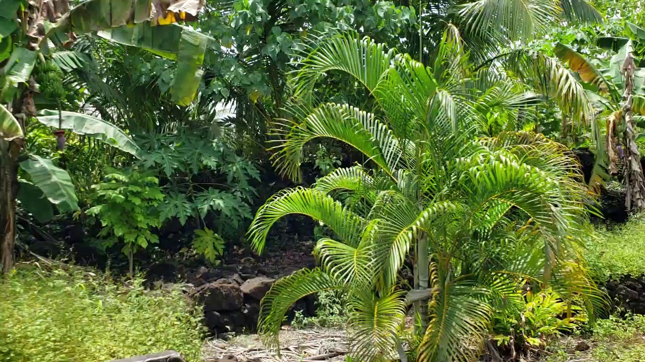 Return to Paradise, Matautu Lefaga