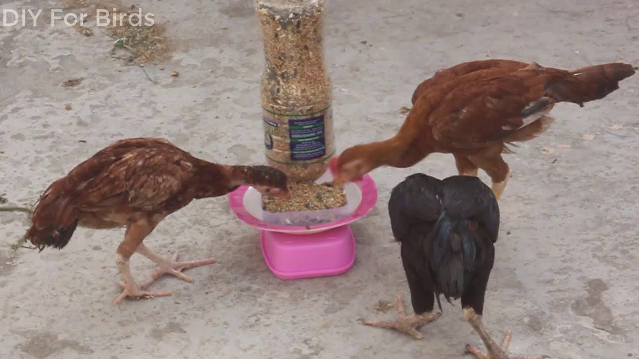 Automatic Chicken Feeder | how to make a chicken feeder | Homemade chicken feeder from bottle