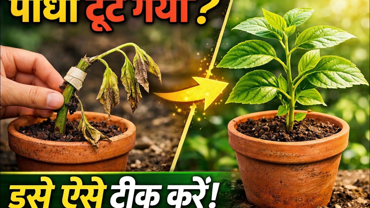 पौधा टूट गया? इसे ऐसे ठीक करें और फिर से हरा-भरा बनाएं!
