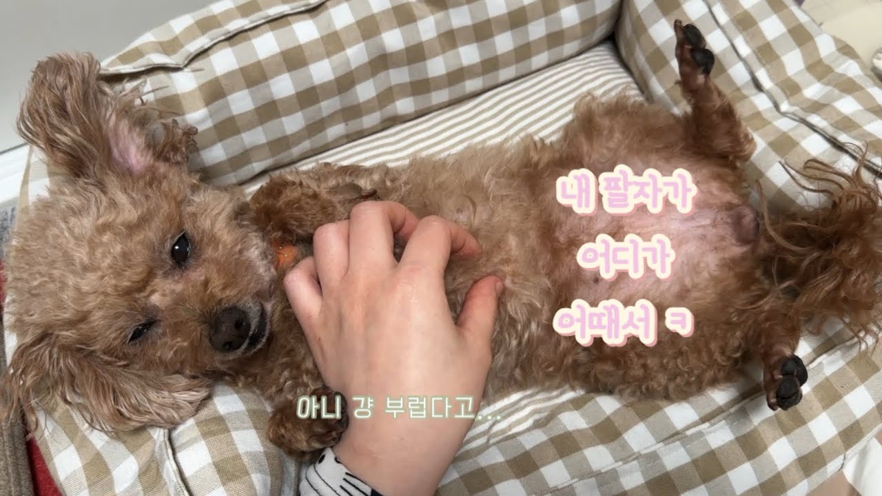 (무편집)성공한 듯 실패한 보리 재우기