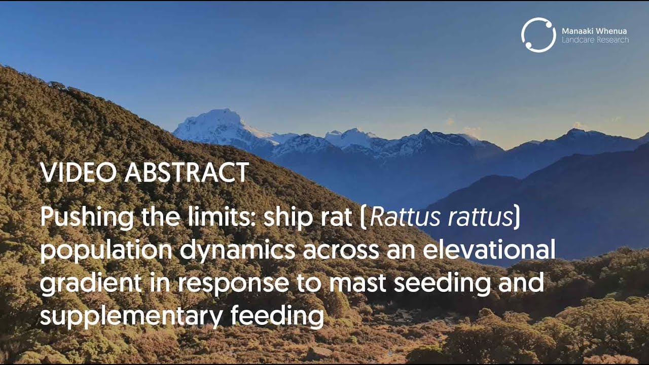 Video abstract.  Ship rat population changes in response to mast seeding & supplementary feeding