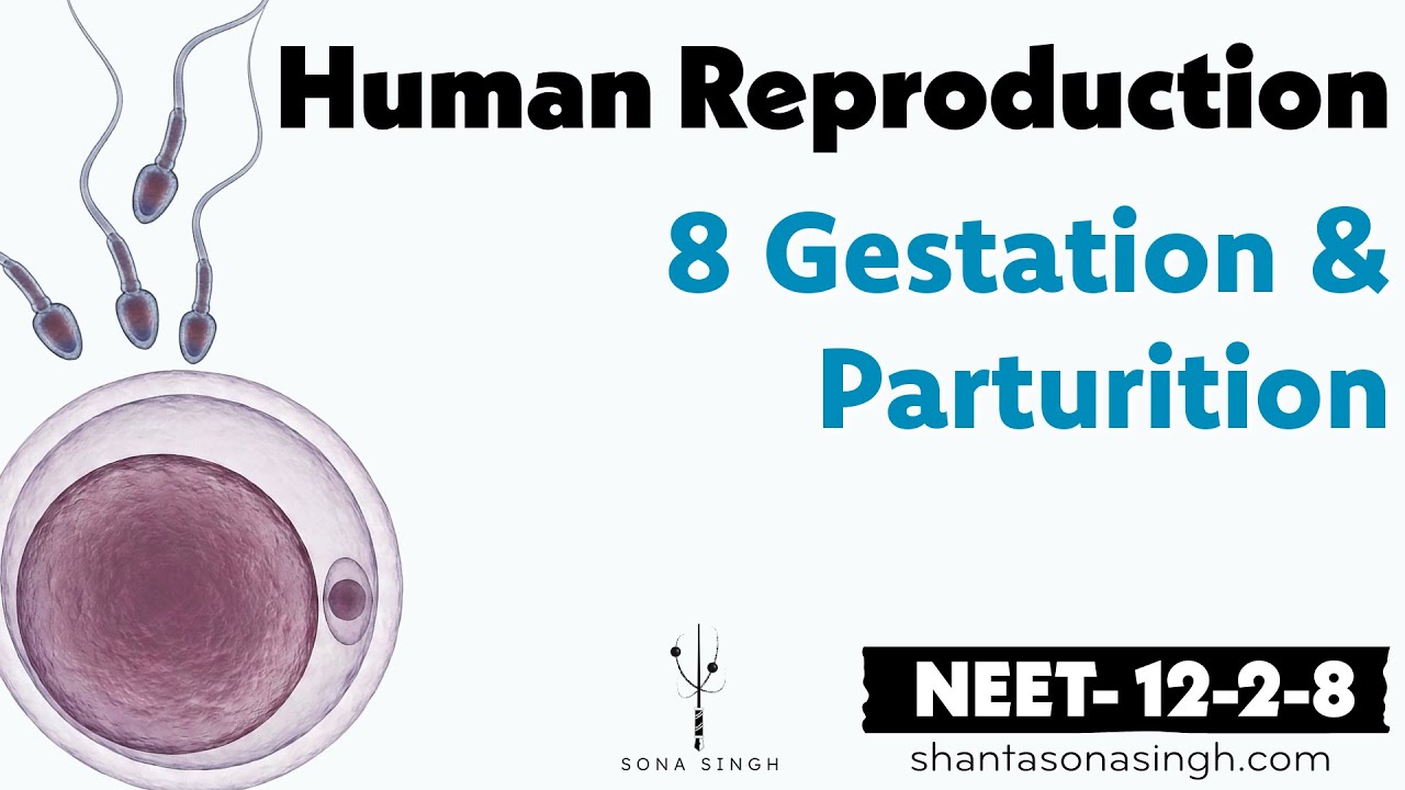 Gestation & Parturition | Human Reproduction 8 | NCERT Mapped NEET Biology