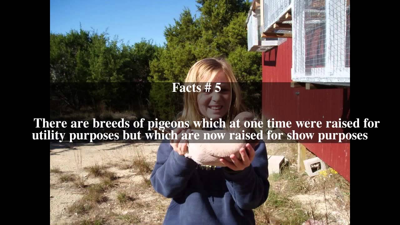 Utility pigeons Top # 7 Facts