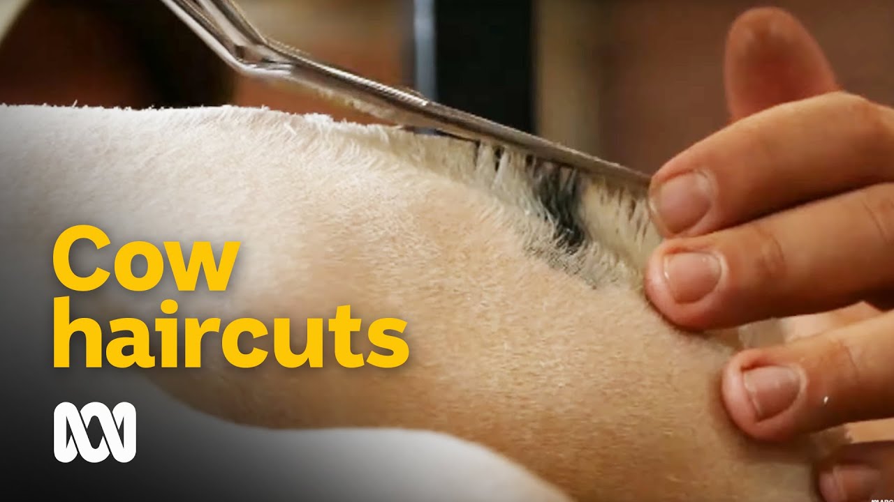 Cows with haircuts - Cattle fitting is a 365 day job