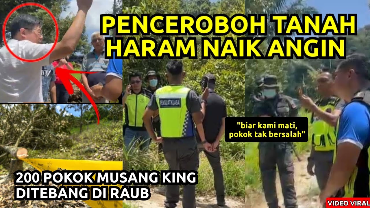 PEKEBUN MUSANG KING HARAM  DI RAUB MENGAMUK‼️YB TAK PUASHATI POKOK DURIAN DITEBANG OLEH KERAJAAN