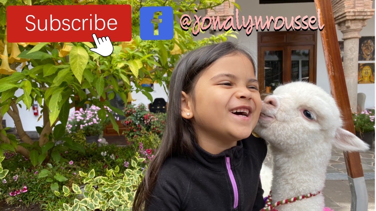 Cusco Peru | JW Marriott Cusco |Panchito the Baby Alpaca