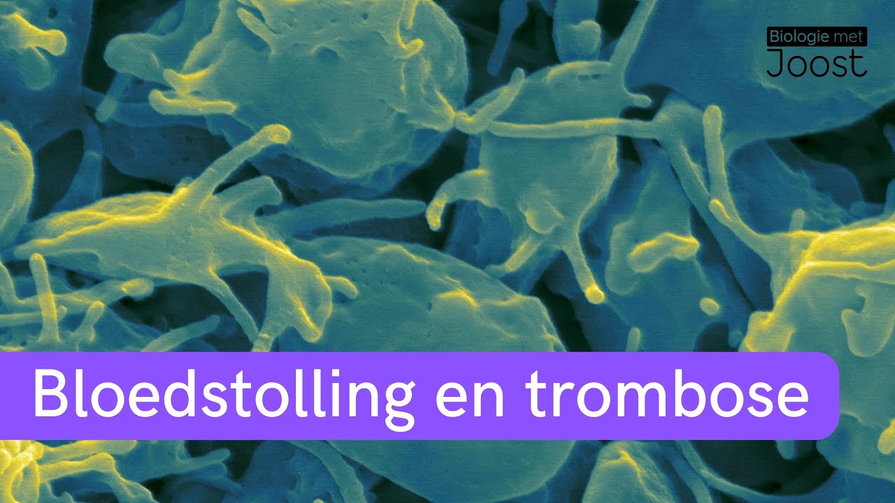 Bloedstolling en trombose uitgelegd | Samenvatting | Havo