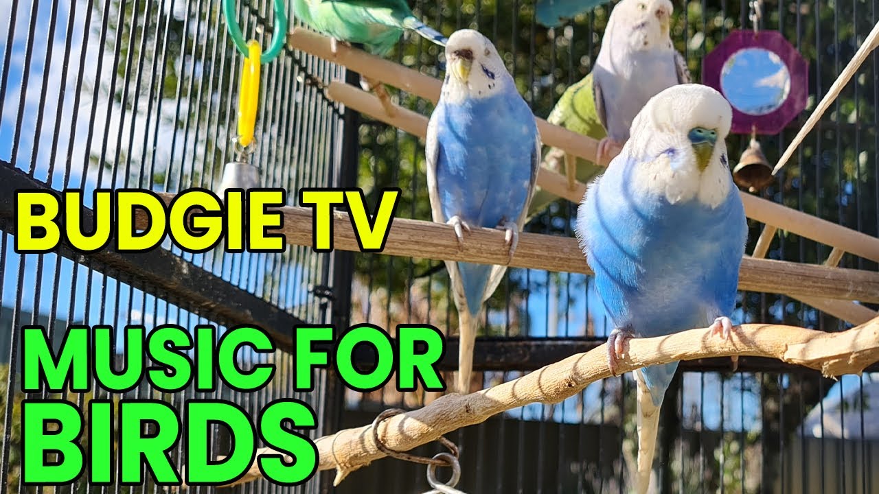 Budgie TV: Музыка для птиц