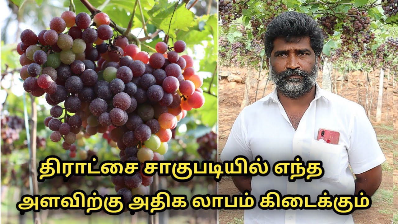 திராட்சை சாகுபடியில் எந்த அளவுக்கு வருமானம் வரும்? || grapes cultivation in tamilnadu