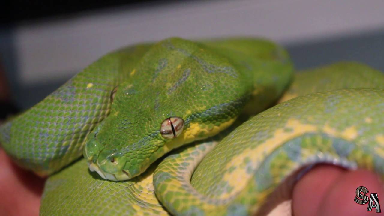 🐍 Pitón arborícola verde (Morelia viridis) - La belleza de las Morelia. Cuidados, información..etc 🐍