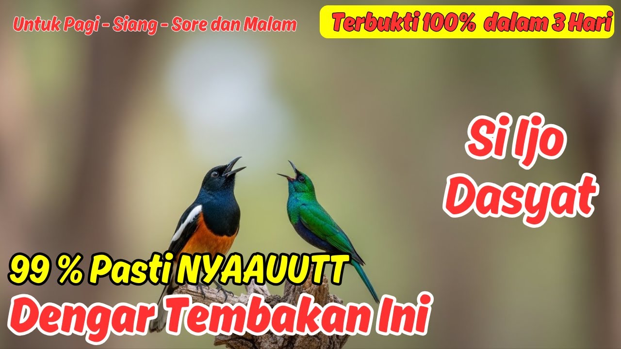 Pancingan Murai Batu Full Isian, Cepat Gacor dan Juara