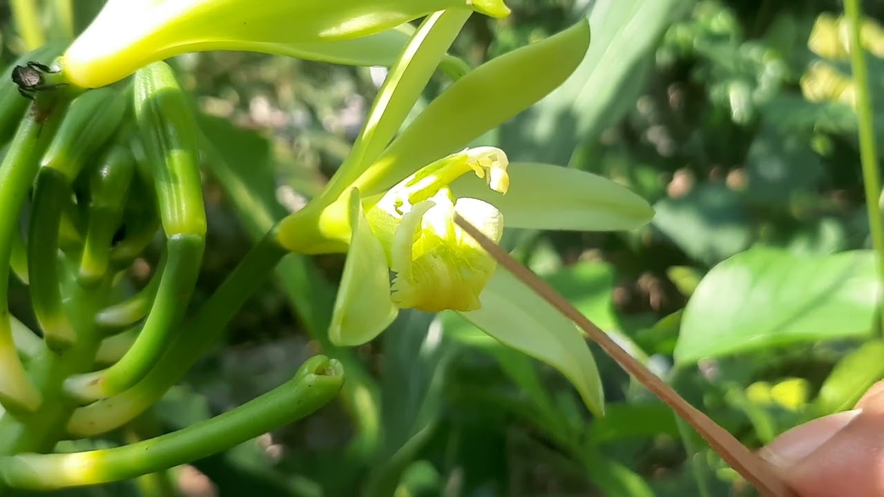 polinizaci&oacute;n de vainilla planifolia