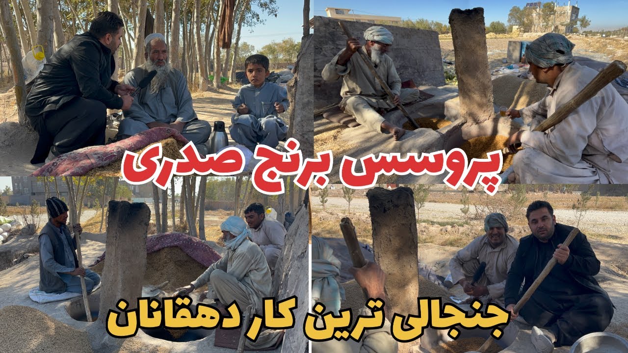از کشت تا دیگ! مراحل پروسس و آماده‌سازی برنج صدری در هرات 
