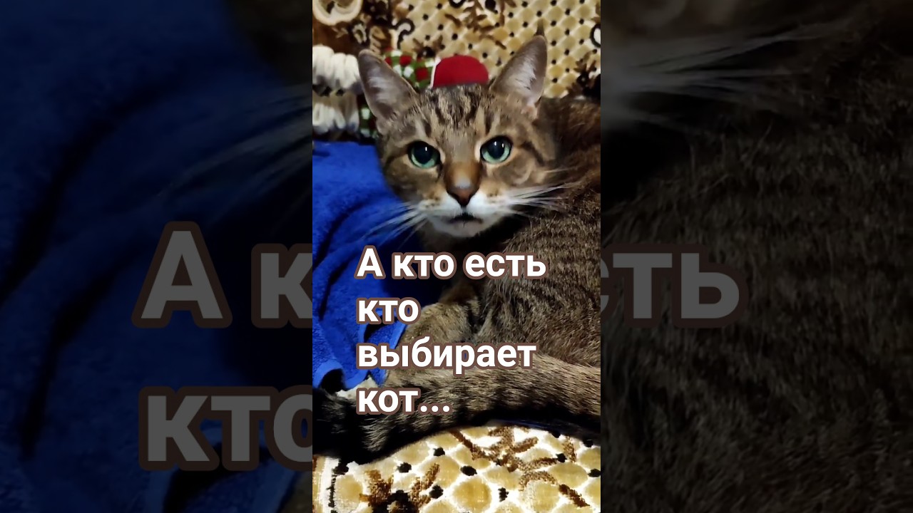 Доверенный человек #cat #видосыоткота #прикольныекоты #юмор