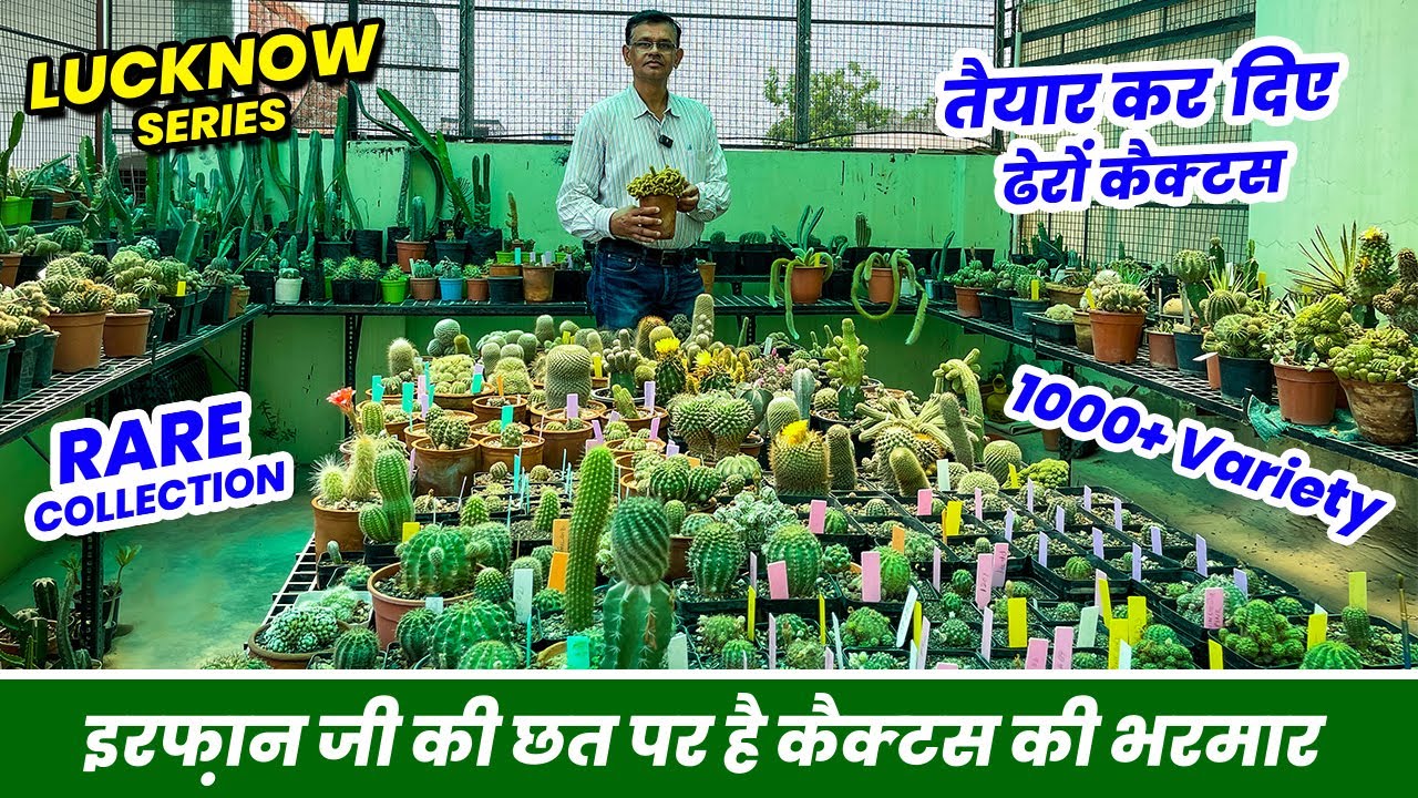 इरफ़ान जी की छत पर है कैक्टस की 1000 से ज्यादा वैरायटी 🌵 Special Video for Cactus Lovers 😍 😍