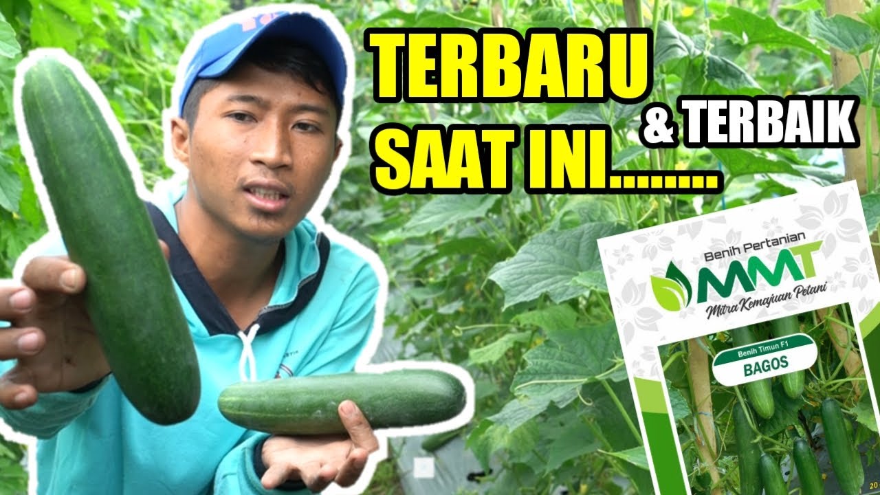 BENIH TIMUN TERBARU | PANDUAN LENGKAP CARA MENANAM TIMUN