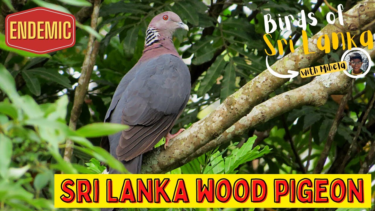 SRI LANKA WOOD PIGEON | Birds of Sri Lanka with Mihela | Endemic | Sound / Call