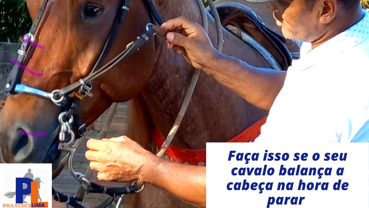 COMO CORRIGIR CAVALO QUE BAIXA E BALANÇA A CABEÇA NA HORA DE PARAR @canalcomecar6789