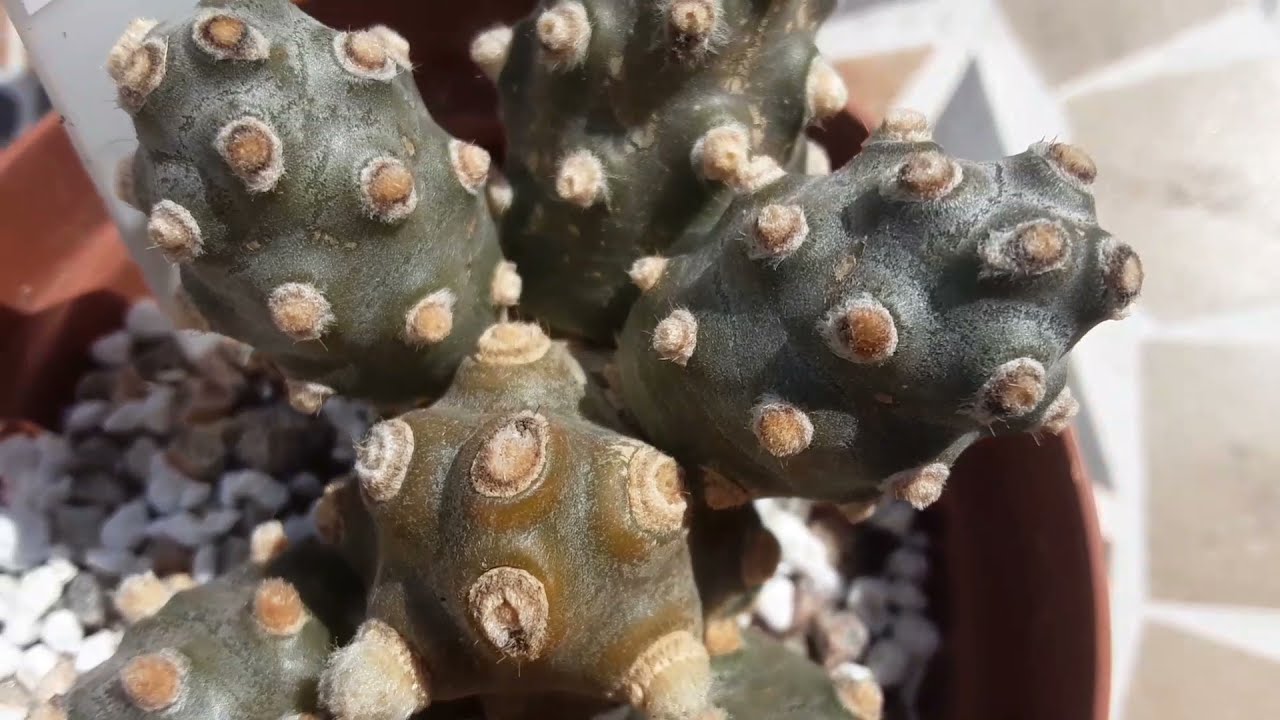 My tephrocactus collection | Awesome new cacti from Pure Plant UK |  Species of tephrocactus