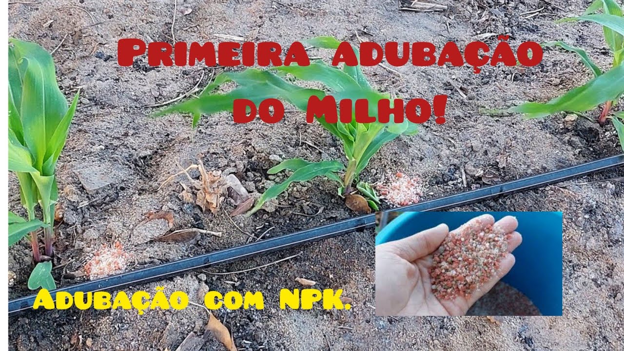 Como fazer a Primeira Adubação do Milho AG 1051 com 19 dias.
