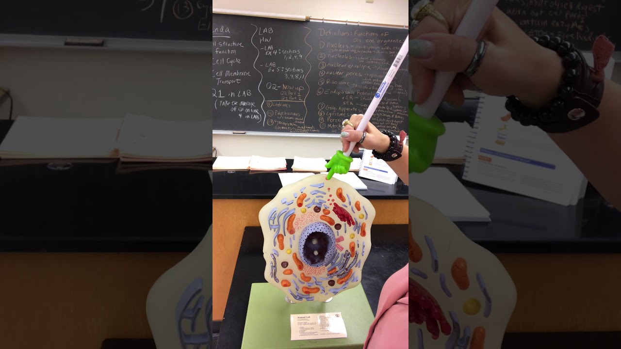 Anatomy Lab- Cell Structure and Function