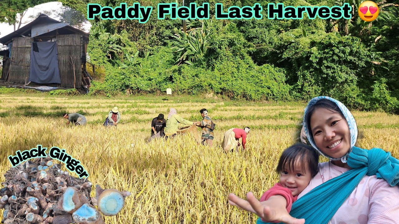 Farmers  Harvest Bountiful Rice In Paddy Field//Last For This Year😍first time seing Black  Ginger🫚 