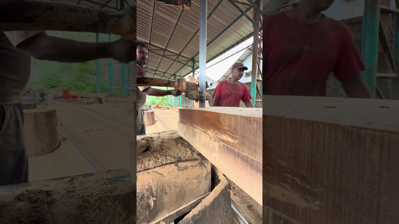 INCREDIBLE GIANT LOG CUTTING! Intense and Stunning Sawmill Action