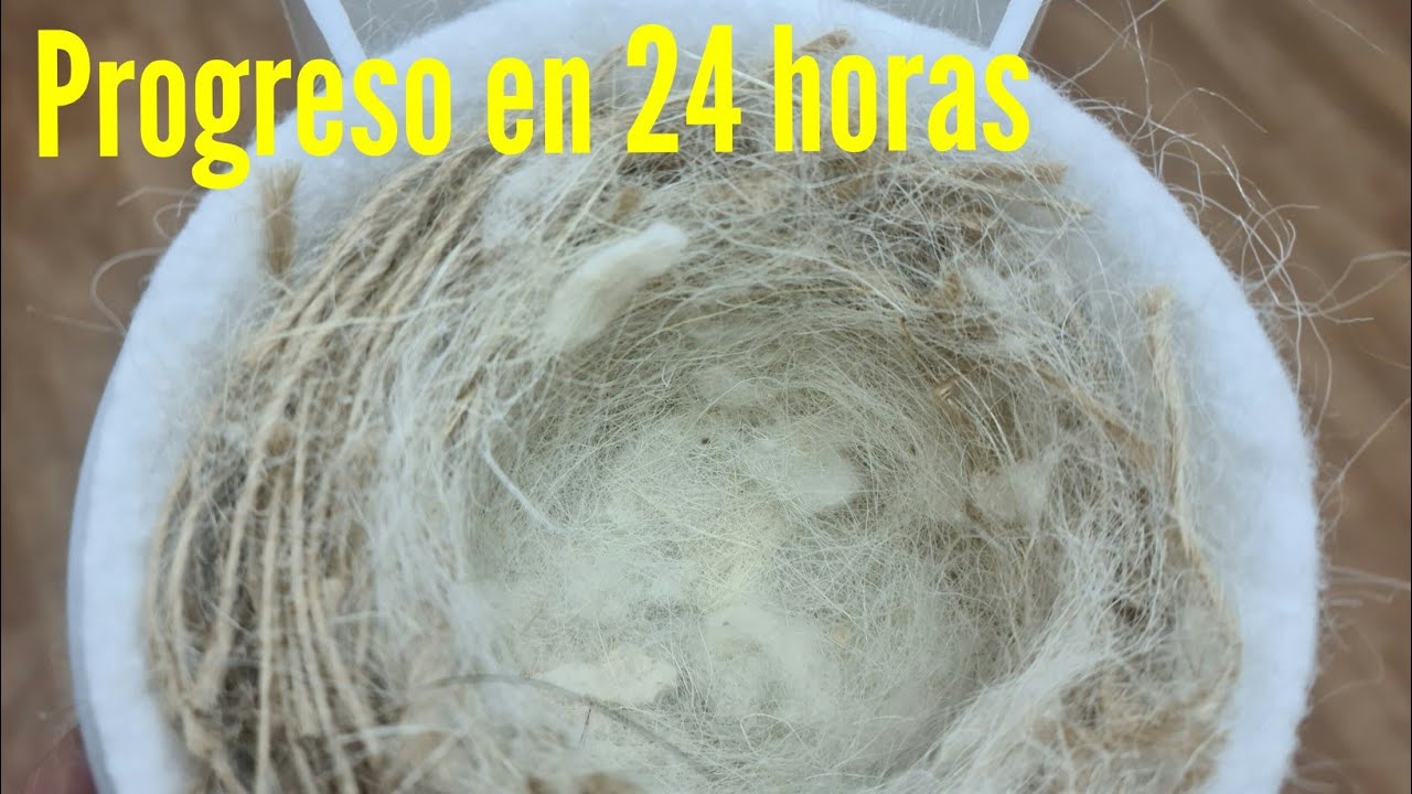 Progreso en 24 h con nidos👍