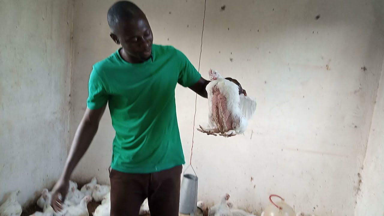 6 Essentials of Chicken Rearing