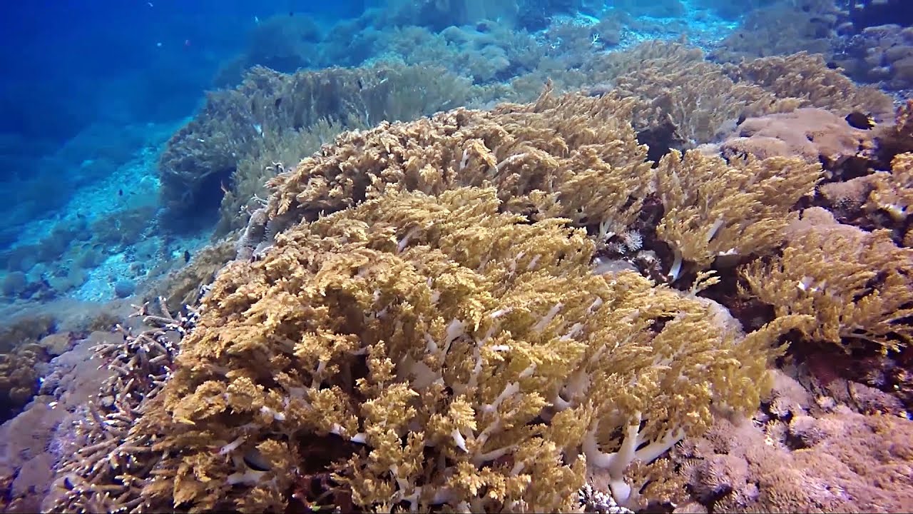 Diving at Nusa Penida and Nusa Lembongan Islands 2015 (HD)