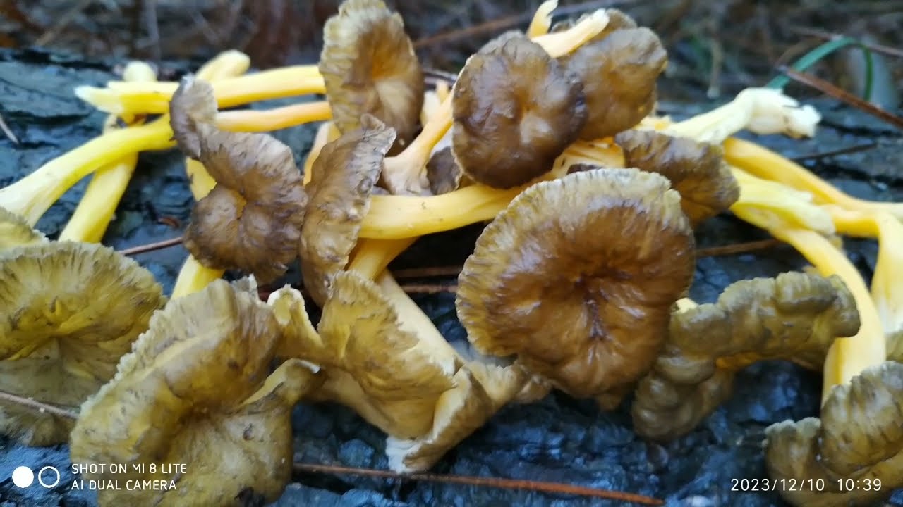 CİVCİV AYAĞI MANTARI‼️NASIL YAPILIR 📢ZEHİRLİMİDİR📢ORMANI SARMIŞ #ayşeninmarifetlielleri