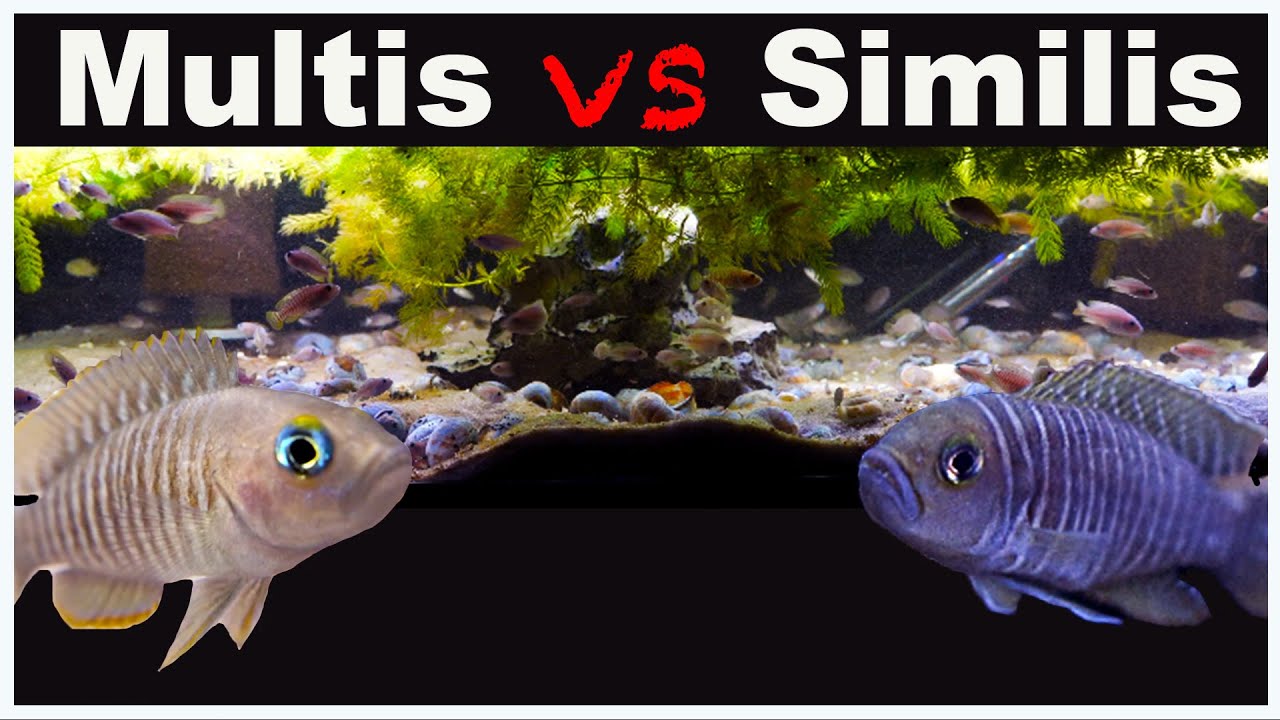 Shell Dweller Showdown! Neolamprologus multifasciatus vs Neolamprologus similis!