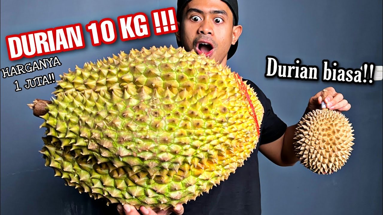 BUSET!! MUKBANG DURIAN RAKSASA SEBERAT 10 KG!!