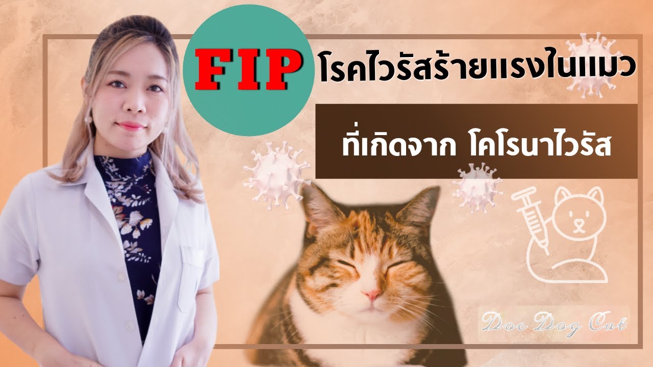 FIP โรคไวรัสร้ายแรงในแมว ที่เกิดจากโคโรนาไวรัส