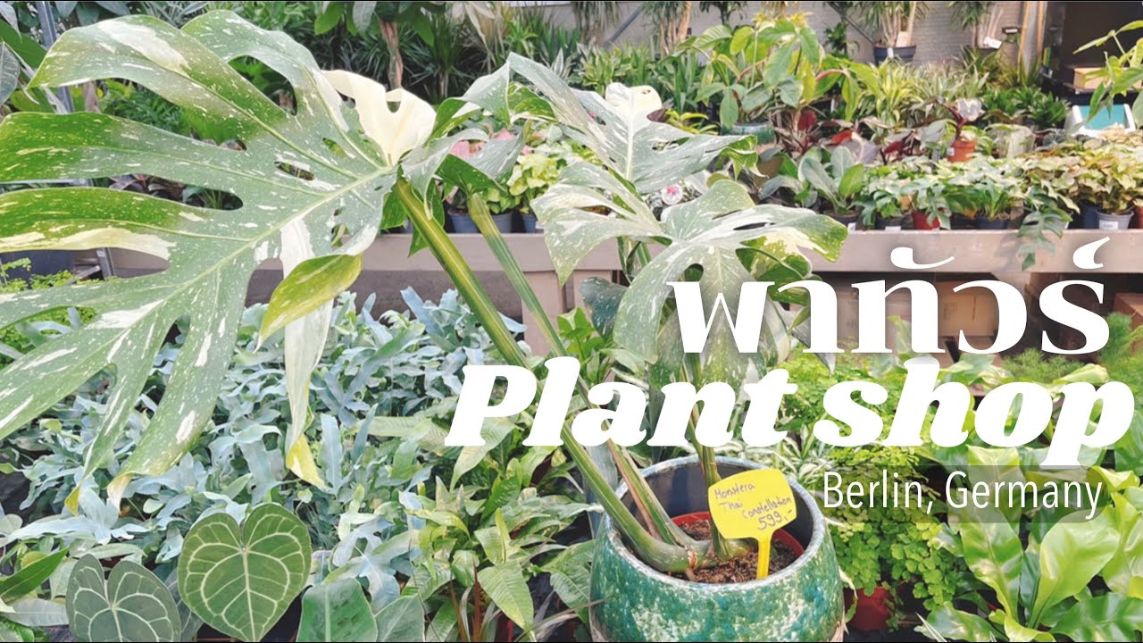 Plant shop EP.3 พาชมร้านขายต้นไม้ในเมืองเบอร์ลิน ประเทศเยอรมัน  ต้นไม้หายากสวยๆเพียบ | Der Holländer