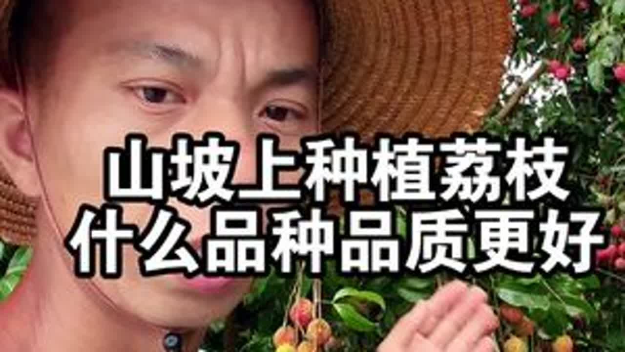 在山坡上种植荔枝，什么品种品质更好，产量高，病虫害少？ #桂味荔枝 #荔枝 #荔枝苗