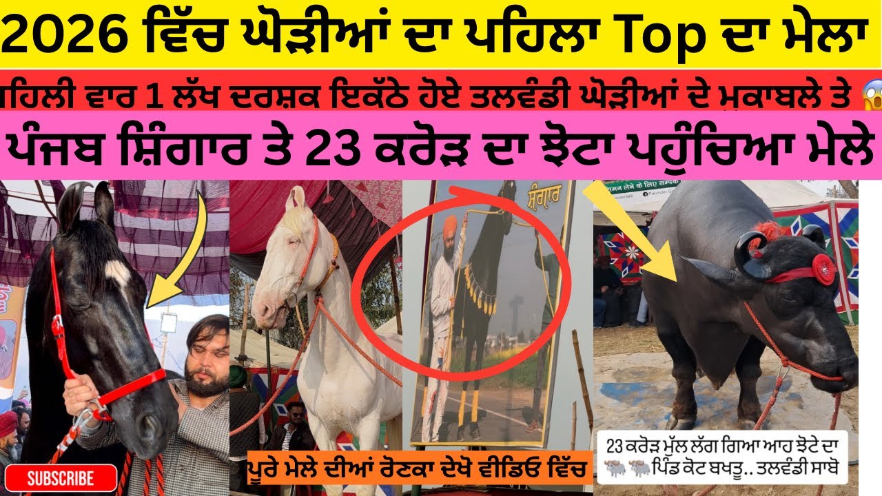 ਘੋੜੀਆਂ ਦਾ ਪਹਿਲਾ Top ਦਾ ਮੇਲਾ || ਪਹਿਲੀ ਵਾਰ ਹੋਇਆ 1 ਲੱਖ ਲੋਕਾਂ ਦਾ ਇਕੱਠ ਤਲਵੰਡੀ ਮੇਲਾ || ਪੰਜਾਬ ਸ਼ਿੰਗਾਰ