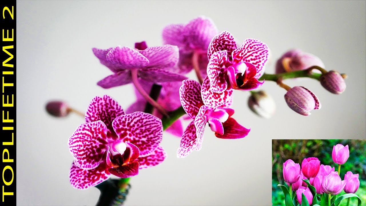 10 de las Flores Más Representativas de Colombia