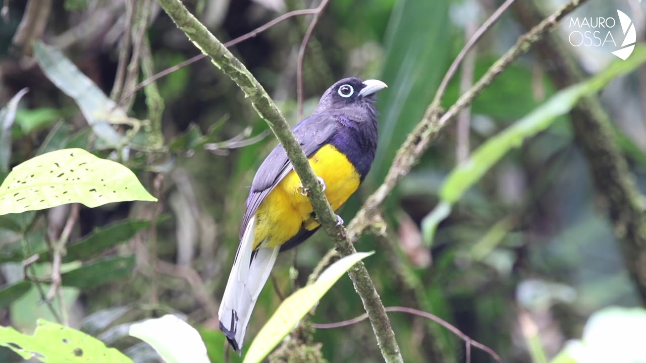 Trog&oacute;n Coliblanco/White-tailed Trogon/Trogon chionurus