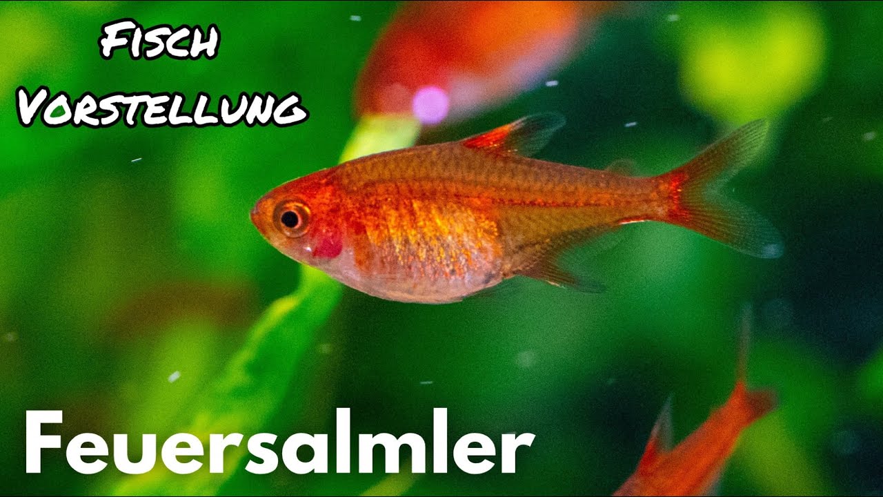 Feuersalmler - Hyphessobrycon amandae | Liquid Nature Fisch Vorstellung