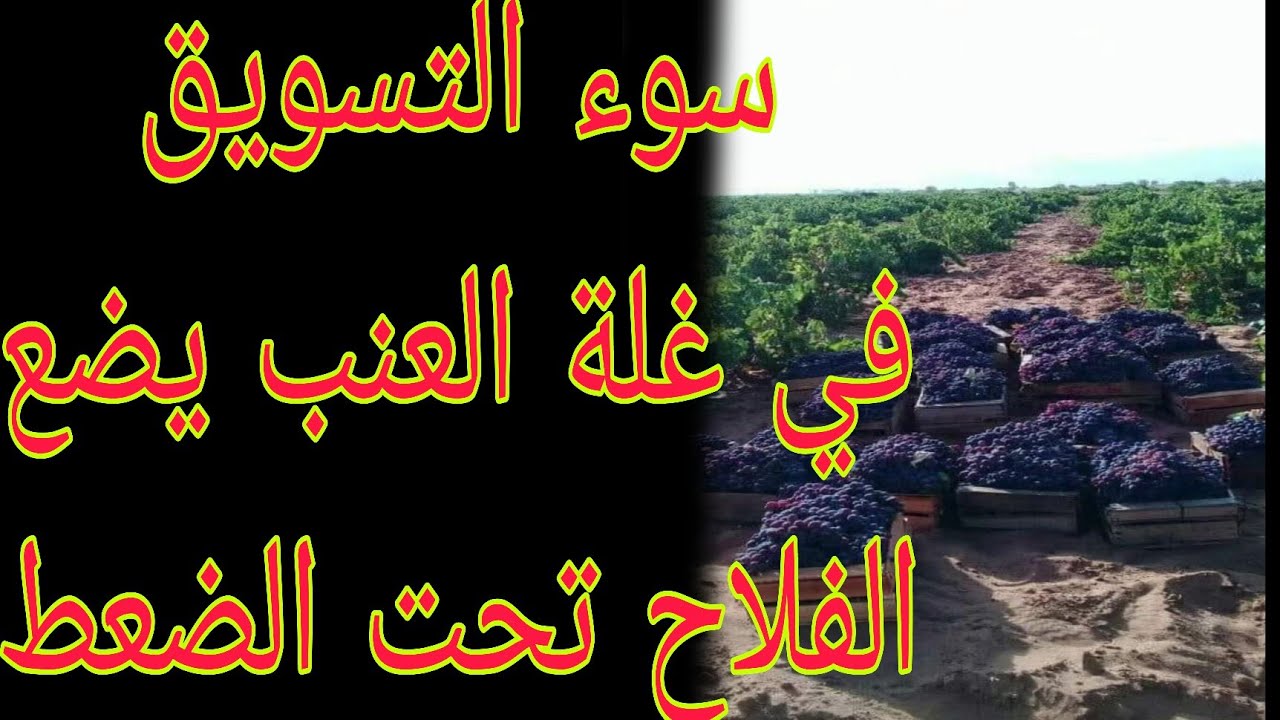 #سوء التسويق في غلة العنب ووفرة المنتوج تضع الفلاح تحت الضغط....الله في عون الفلاح....#