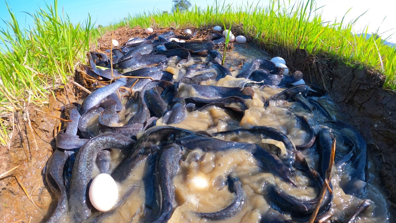 amazing skills - catching a lots fish & pick eggs at field by hand