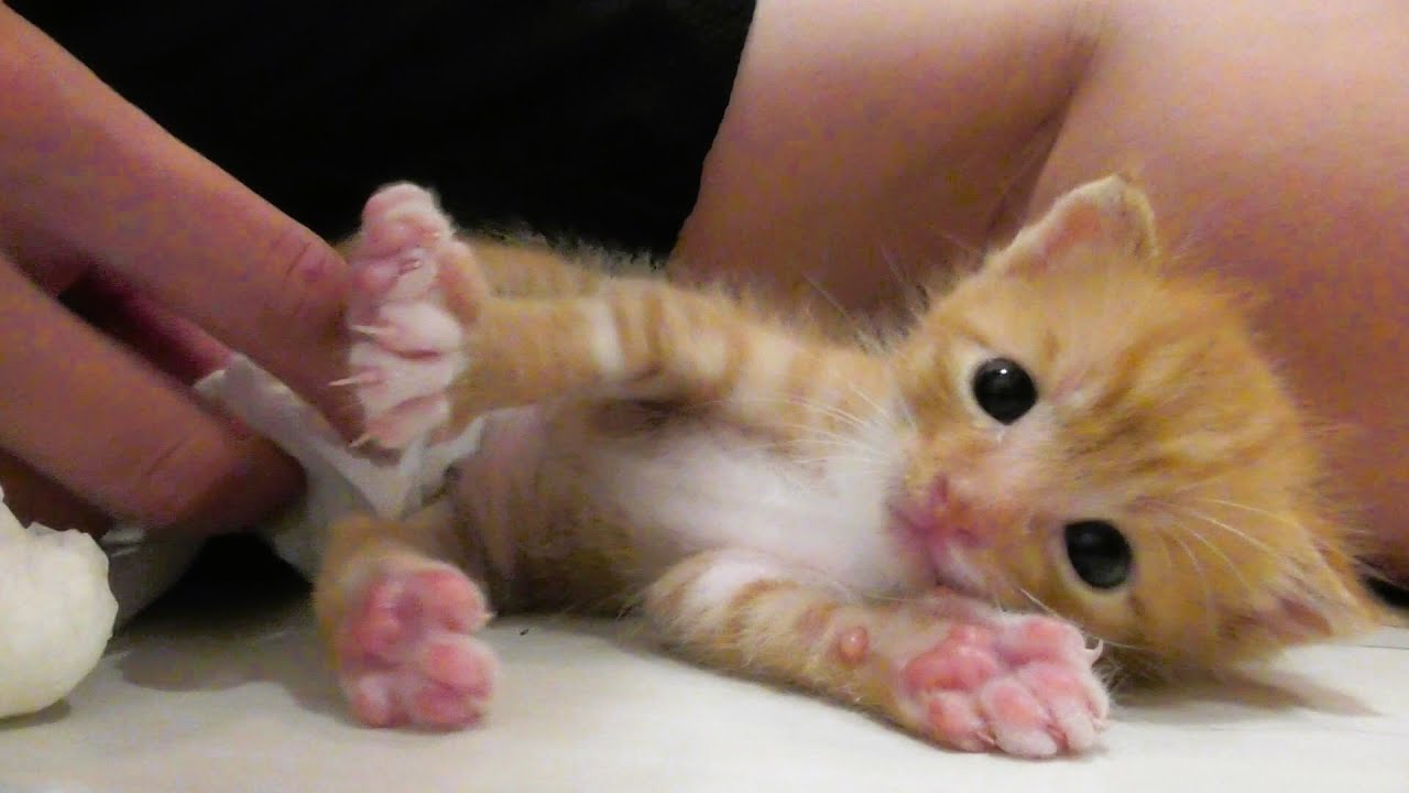 【生後２２日】トイレトレーニングで大人しくオシッコをする子猫がかわいい
