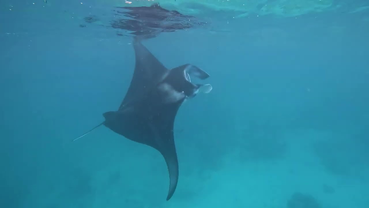 Tauchen Malediven, Rasdhoo Atoll vom 27.12. bis 02.01.2024