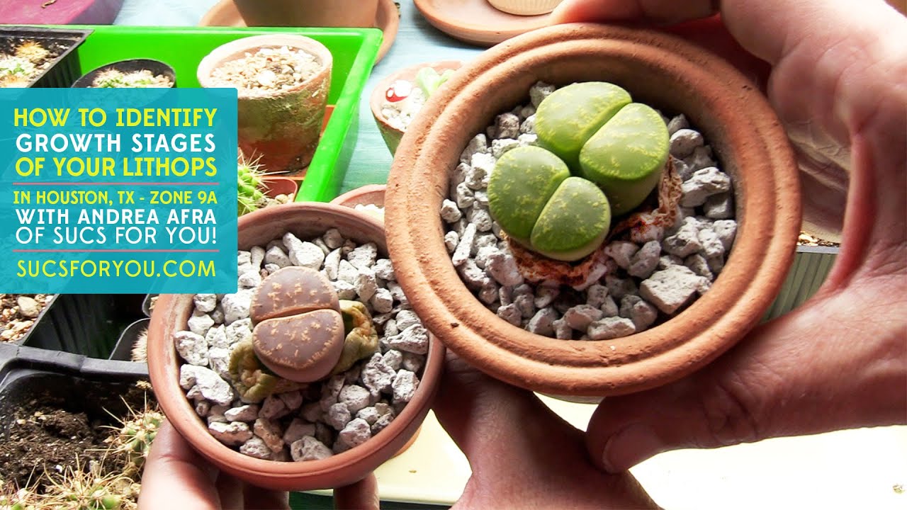 Определение стадий роста литопсов