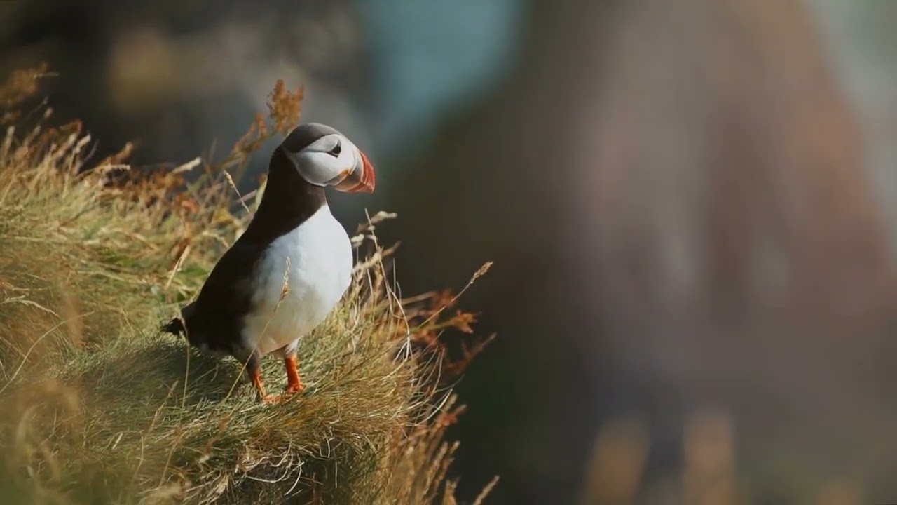 Atlantic puffin or common puffin or Fratercula arctica in breeding plumage on cliff top in spring  A