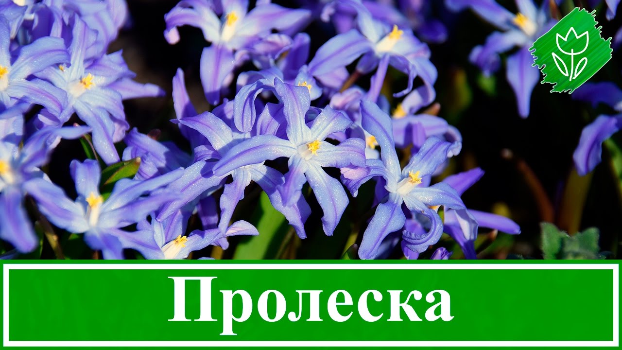 🌷 Цветы пролески (сцилла) – посадка и уход в открытом грунте: выращивание, виды и сорта пролески