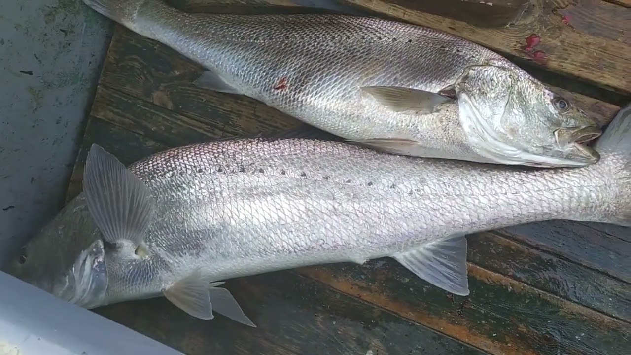 أجي نصيدو🐟 بالطعم الحي 😱سمك الكوريين الشرن القاتل🦈🐟🐙🦞🦐🐠🐬🇲🇦🇲🇦